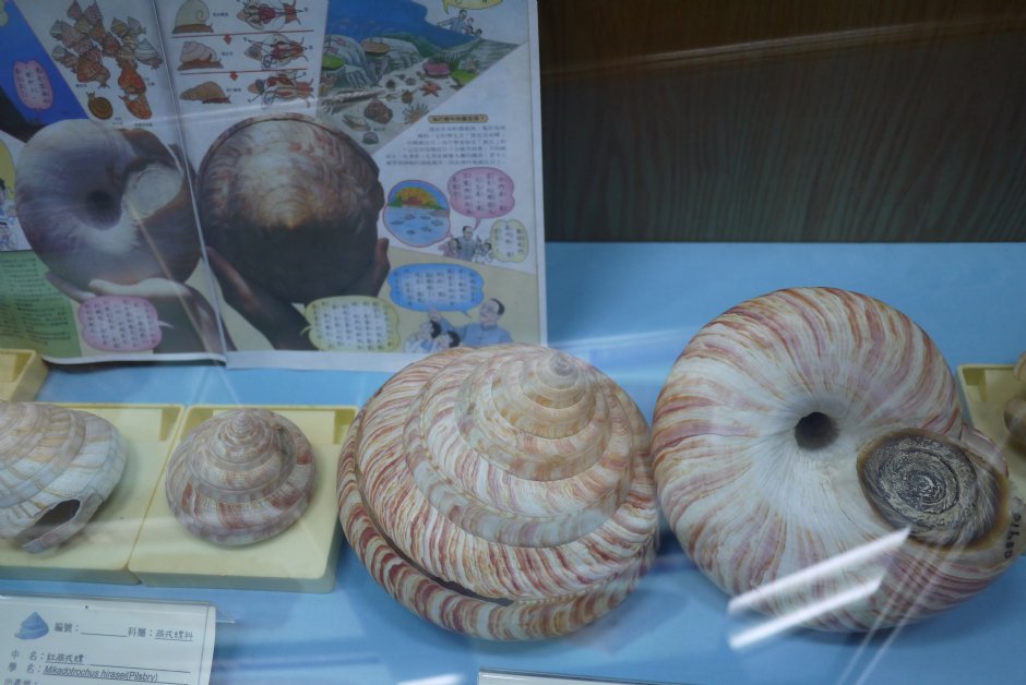 甲仙化石館貝類 攝影：旅遊王攝影組