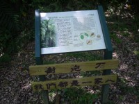 布洛灣上台地竹林步道<br/> 攝影：旅遊王攝影組
