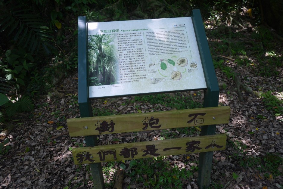 布洛灣上台地竹林步道 攝影：旅遊王攝影組