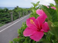 東海岸自行車道<br/> 攝影：Eva隨手拍