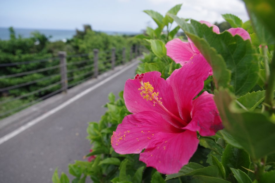 東海岸自行車道 攝影：Eva隨手拍