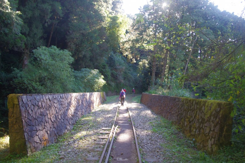 水山巨木步道 攝影：Eva隨手拍