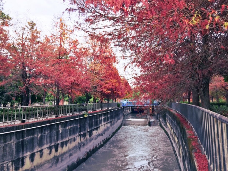 水圳旁落羽松是人氣景點 攝影：Hoda 提供