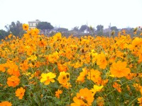 通宵金果乳香花海<br/> 摄影：Eva隨手拍