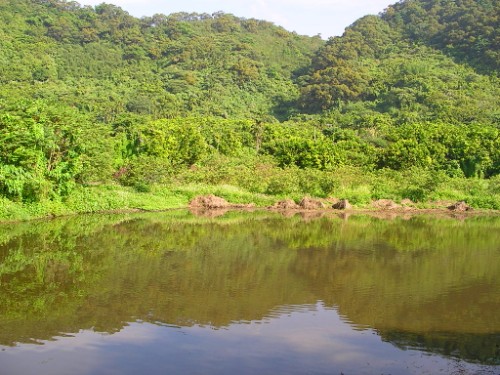 綠油油的山 攝影：老山羊資訊網