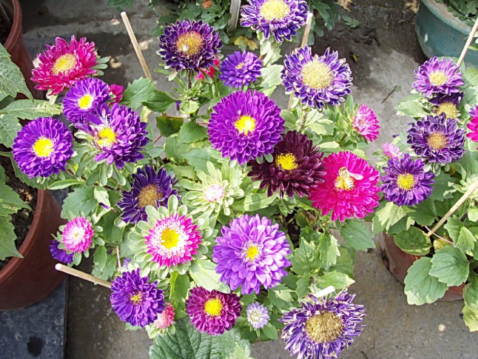 紫色菊花 攝影：鄭瑄頤
