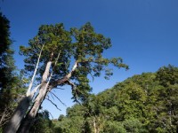 參天古木<br/> 攝影：桃園市政府觀光旅遊局 提供