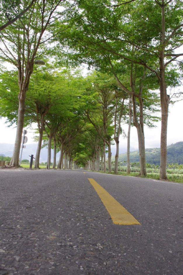 鹿野龍田自行車道 攝影：Eva隨手拍