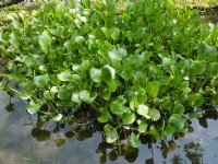 原生植物園<br/> 攝影：三井