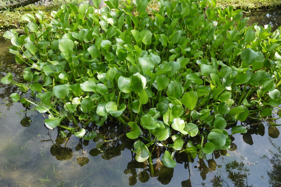 原生植物園 攝影：三井