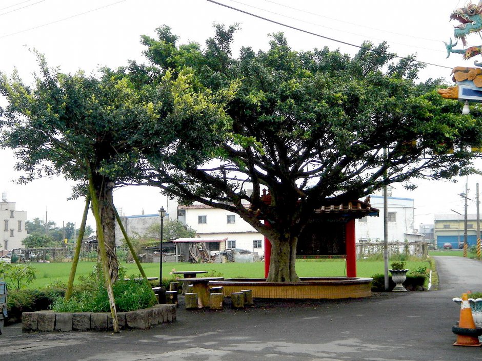 榕树下休憩椅 摄影：余燕鳳
