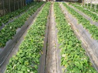 內湖觀光果園-草莓園<br/> 攝影：Eva隨手拍