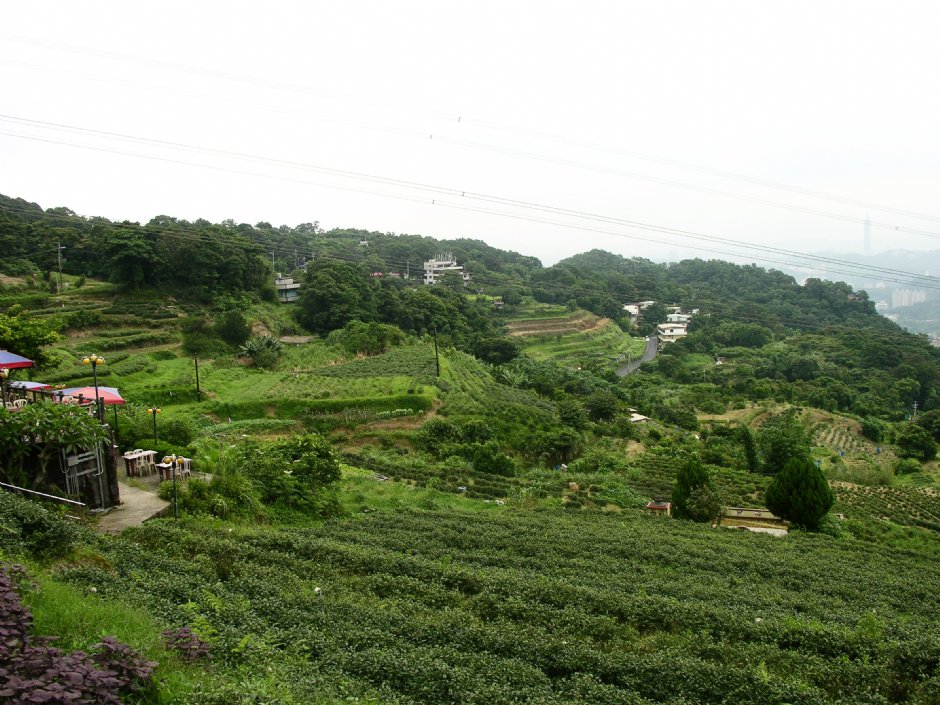 茶園遍佈 攝影：林夢真