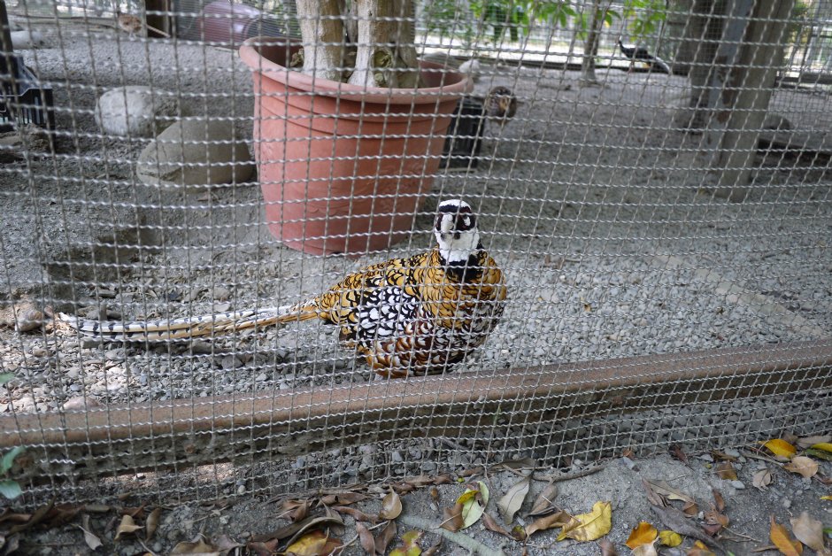 南元花園休閒農場鳥園 攝影：三井
