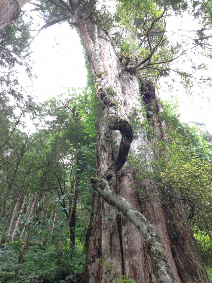棲蘭神木園 攝影：陳皮梅
