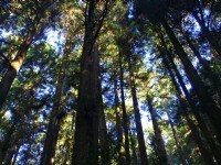 水山巨木步道<br/> 攝影：Eva隨手拍