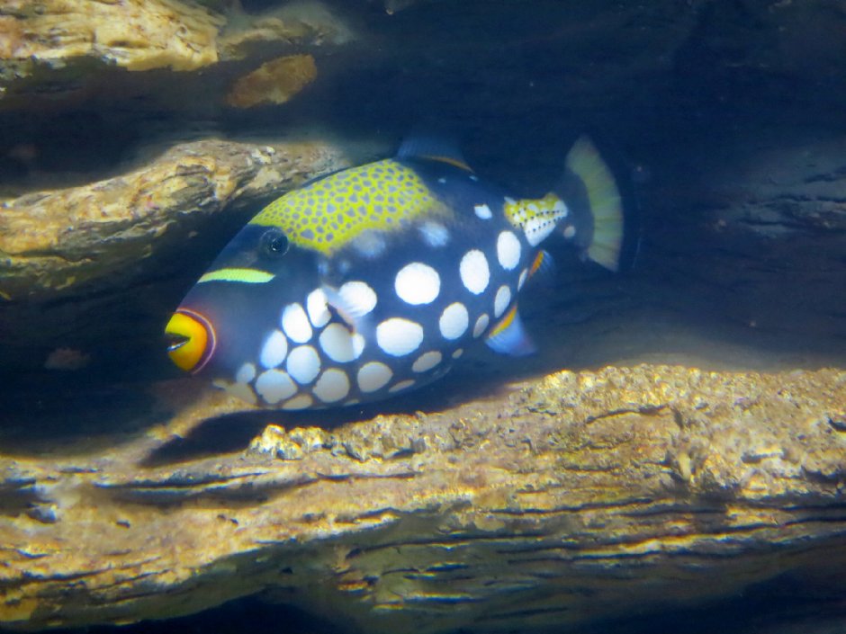 澎湖水族館生態 攝影：澎湖水族館