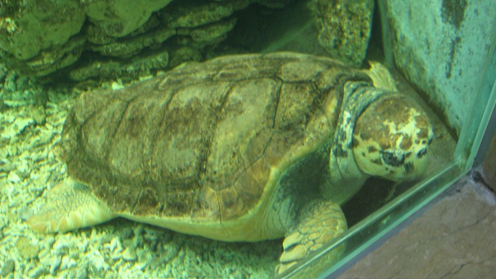 上海動物園 攝影：Crystal