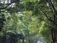 綠色隧道景觀<br/> 攝影：小管
