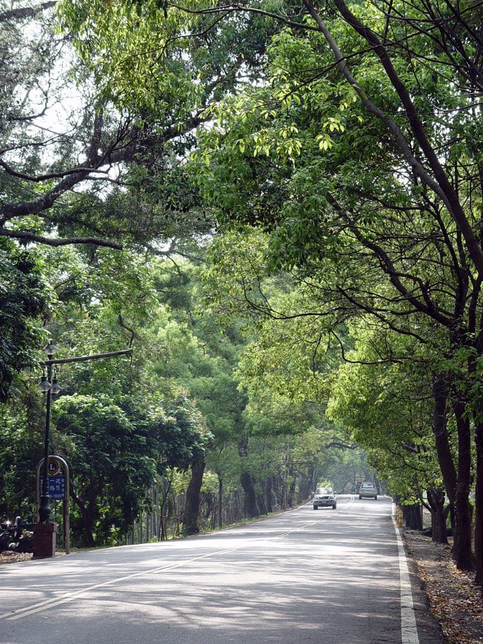綠色隧道景觀 攝影：小管