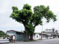 新城老街<br/> 攝影：Eva隨手拍
