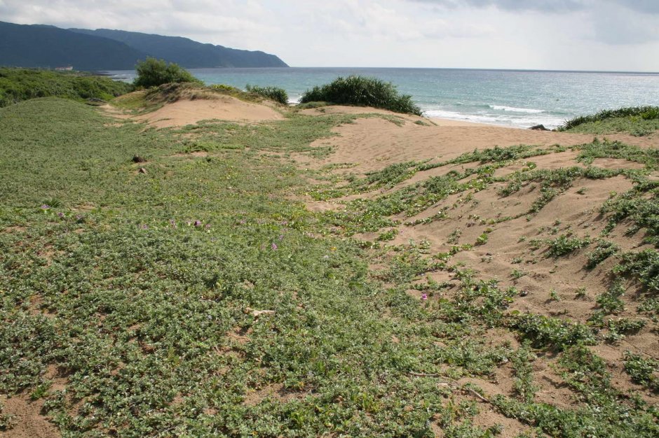 風吹砂與海岸景色 攝影：老山羊部落格