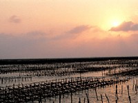 台西夕照<br/> 攝影：雲林縣政府