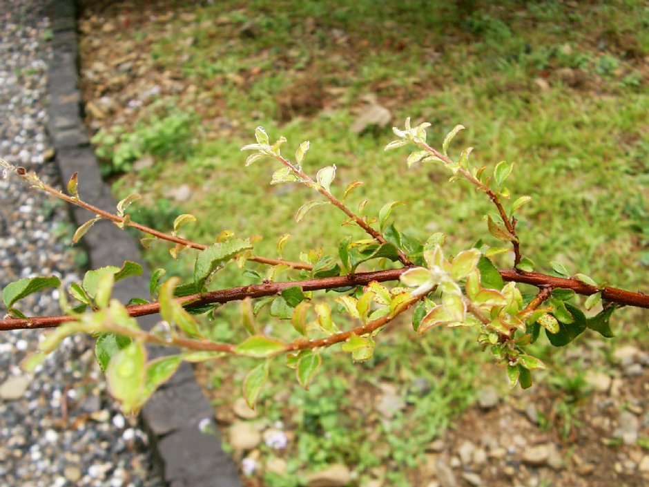 笑靨花 攝影：Eva隨手拍