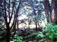 肖楠巨林群一景<br/> 攝影：南投縣政府