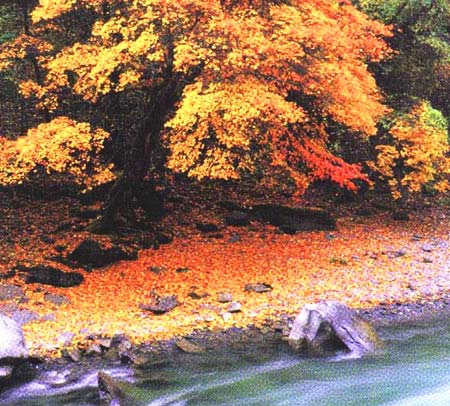 溪水與紅葉 攝影：四川旅遊信息網