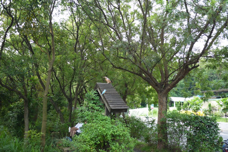 鳥松濕地公園 攝影：三井