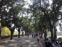 古坑綠色隧道<br/> 攝影：Lu