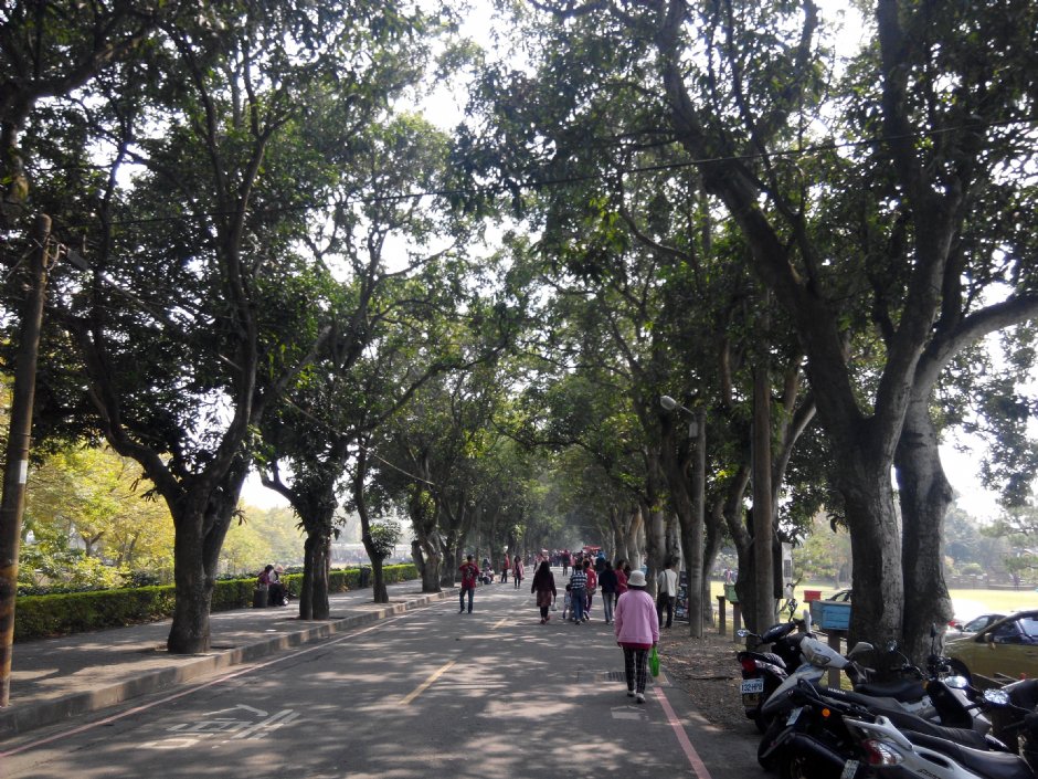 古坑綠色隧道 攝影：Lu