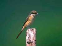 鳳頭蒼鷹<br/> 攝影：雲林縣政府
