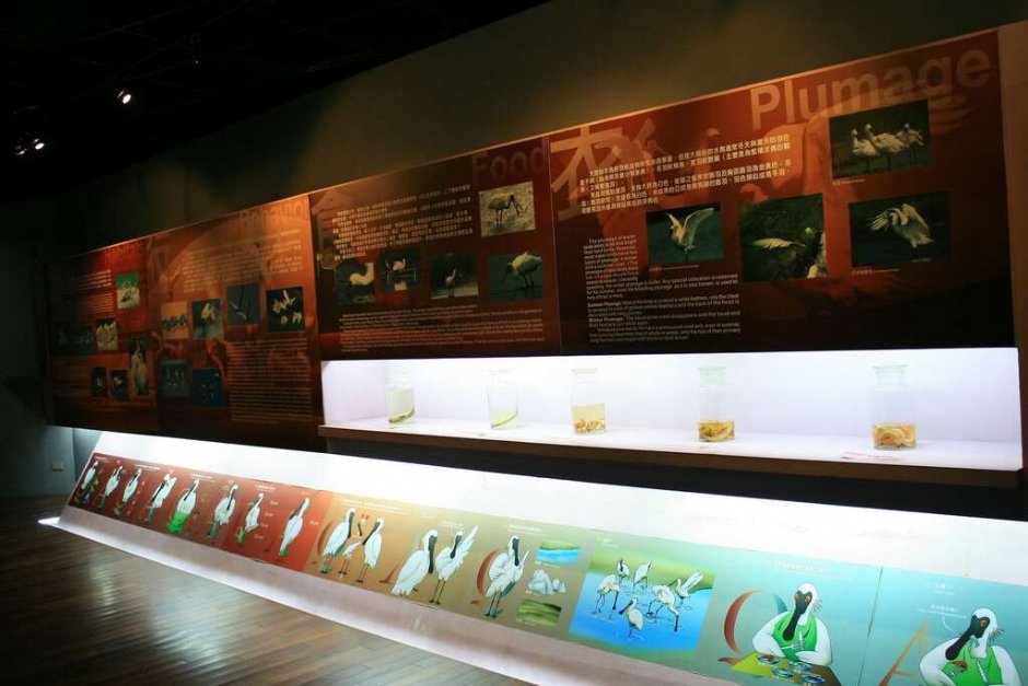 生態展示館有許多黑面琵鷺介紹 攝影：照片來源_台南旅遊網