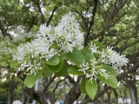 大安森林公園內種植流蘇<br/> 攝影：Eva隨手拍