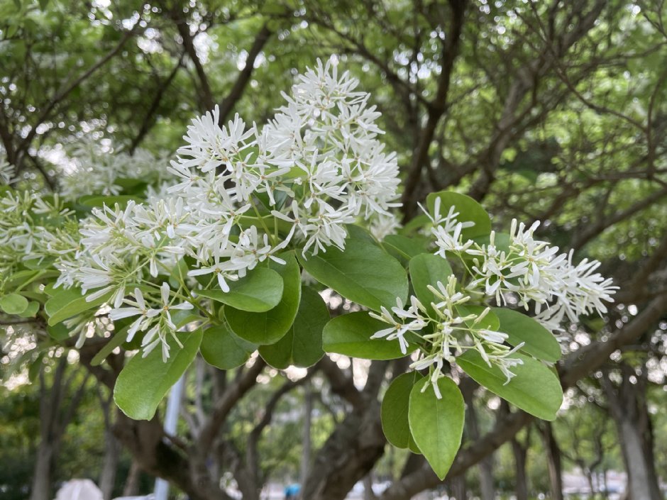大安森林公園內種植流蘇 攝影：Eva隨手拍