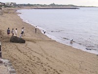 淺水灣的海灘<br/> 攝影：amo
