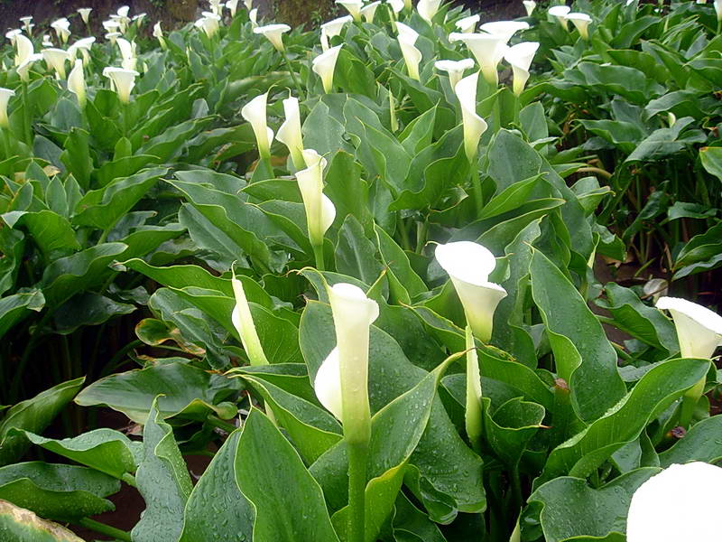 成排的海芋 攝影：陳美吟