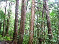針葉林一景<br/> 攝影：老山羊資訊網