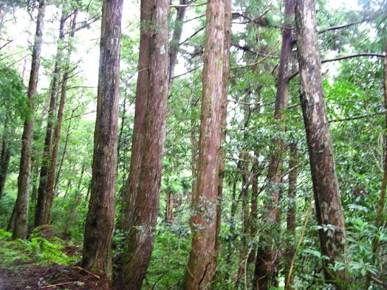 針葉林一景 攝影：老山羊資訊網