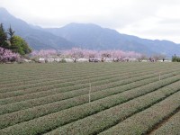 草坪頭玉山觀光茶園<br/> 攝影：Eva隨手拍