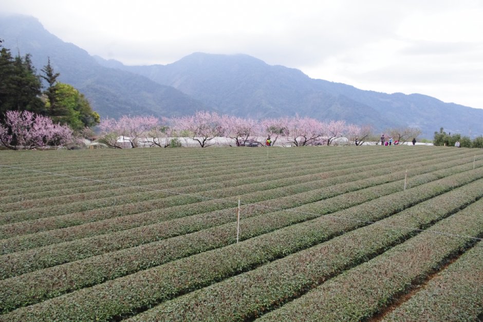 草坪頭玉山觀光茶園 攝影：Eva隨手拍