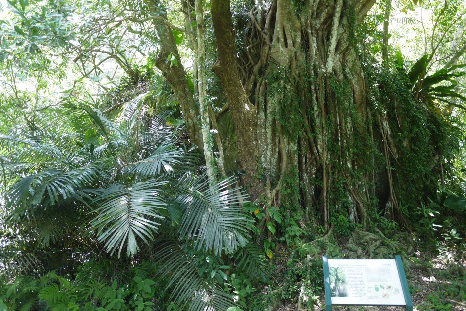 布洛灣上台地竹林步道 攝影：旅遊王攝影組