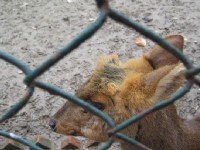 上海動物園<br/> 攝影：Crystal