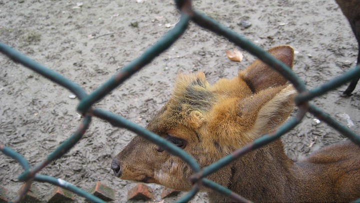 上海動物園 攝影：Crystal