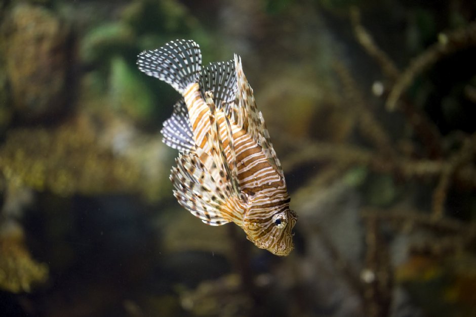 澎湖水族館獅子魚 攝影：澎湖水族館