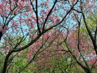 2010陽明山櫻花季<br/> 攝影：amo