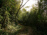 北線步道竹林陡坡<br/> 攝影：老山羊部落格