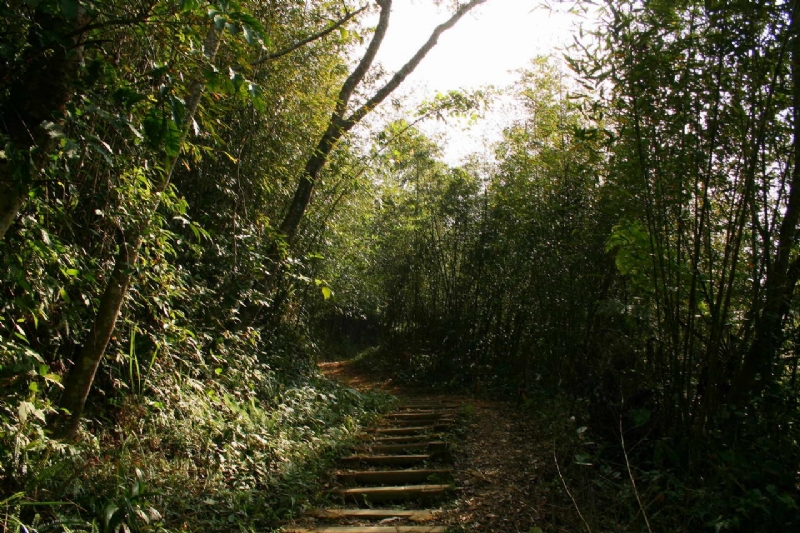 北線步道竹林陡坡 攝影：老山羊部落格